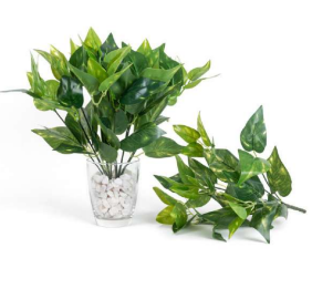 7 Head Money Plant Leaves Bush