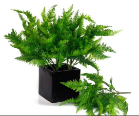 Plastic Finger Boston Ferns Bunch