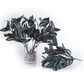 7 Head Red Wandering Jew Leaves Bush