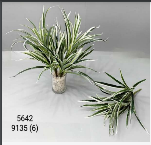 Jumbo Yucca Leaves White Green Bush
