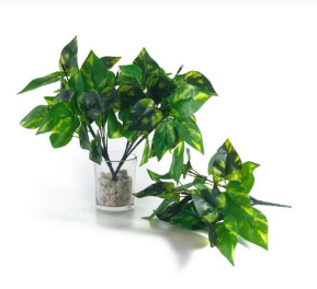 7 Head Money Plant Leaves Bush