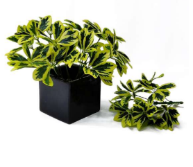 Yellow Schefflera Bush