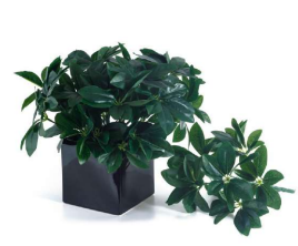 Green Schefflera Bush