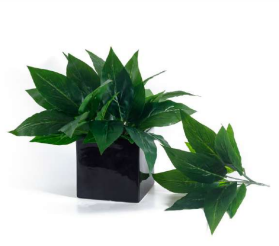 Small Plain Green Long Leaves Bush