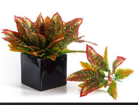 Small Red Diffen Long Leaves Bush