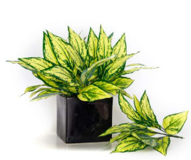 11 Head Yellow Diffen Leaves Bush