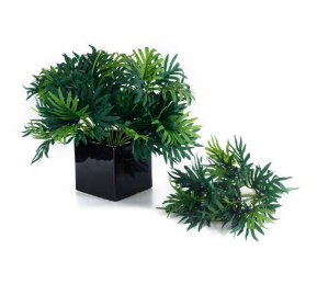 Dark Green Palm Leaves Bush