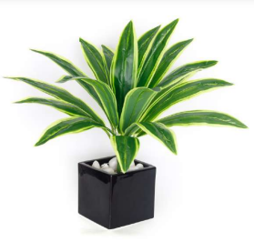 18 Leaves Yellow Green Dracaena Bush
