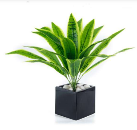 18 Leaves Yellow Sansevieria Long Bush