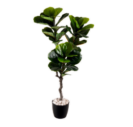 Medium Fiddle Leaf Plant (Without Pot)