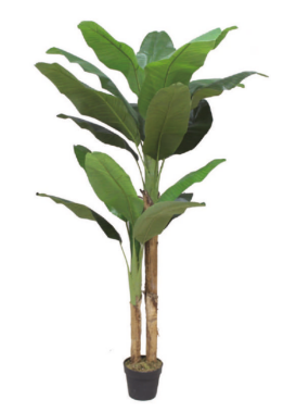 6 Feet Banana Plant