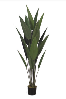 6 Feet Birds of Paradise Leaf Plant