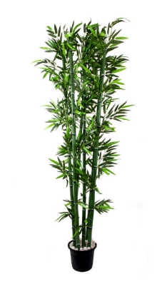 Forest Green Bamboo Plant (7 ft)