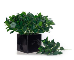 5 Head Small Green Schefflera Bunch