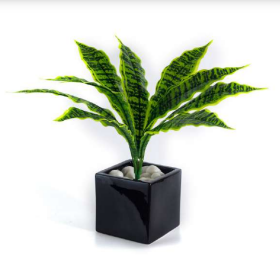 9 Sansevieria Plant Bush