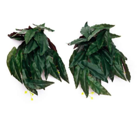 30 Ficus Leaves Long Falling Bush