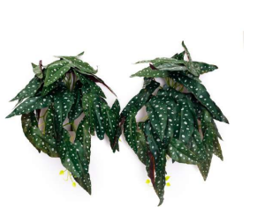 30 Printing Leaves Falling Bush