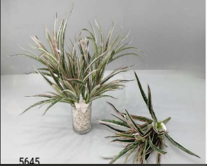 Jumbo Yucca Leaves Red Green Bush
