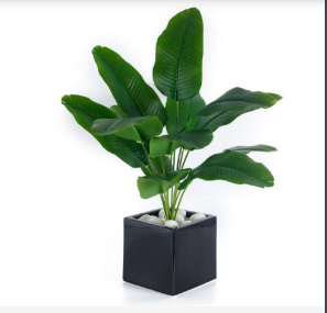 12 Baby Traveller Palm Leaves Bush