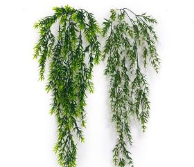 5 Head New Asparagus Turra Hanging Creeper