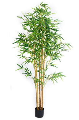 1.8m Big Leaves Bamboo in Pot