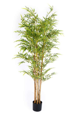 6 Stem Natural Bamboo in Pot