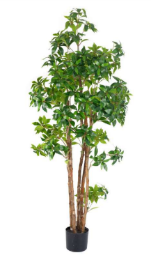 1.5m Tea Leaf Plant in Pot with 1052 Leaves