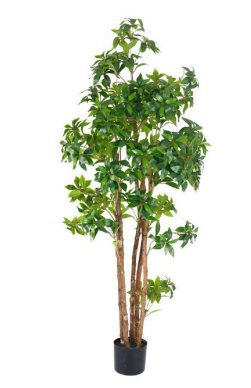 1.5m Tea Leaf Plant in Pot with 552 Leaves