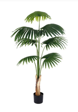 1.6m 7 Leaves Fan Palm Plant in Pot