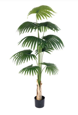 1.8m 9 Leaves Fan Palm Plant in Pot