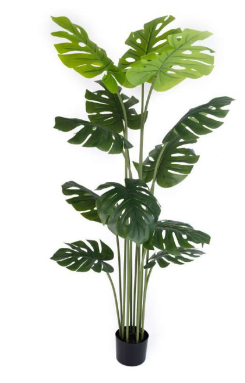1.5m 12 Leaves Monstera Plant in Pot