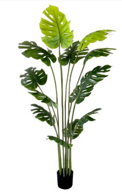 1.8m 14 Leaves Monstera Plant in Pot