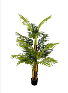 1.5m 3 Stem 15 Coir Palm Plant in Pot