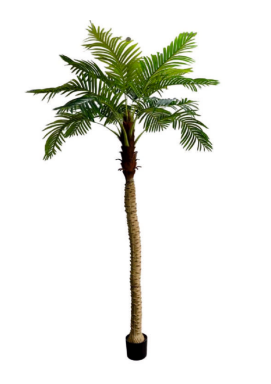 2.4m 15 Leaves Coconut Palm Plant
