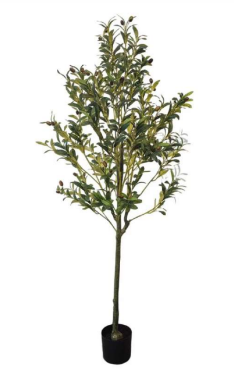 1.8m Multistem English Olive Tree in Pot