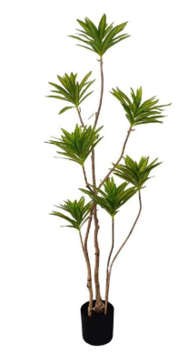 1.4m 7 Head New Baby Drecenna Plant in Pot