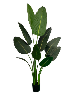 1.6m 10 Leaves Travelers Palm Plant in Pot