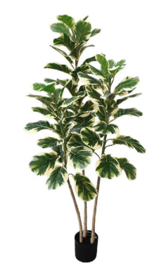 1.5m Variegated Fiddle Leaf Plant in Pot