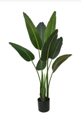 1.2m 8 Leaves Travelers Palm Tree in Pot