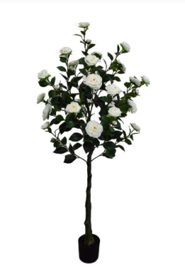 1.5m White Rose Tree in Pot