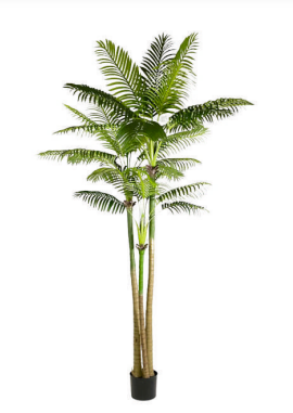 290 cm 3 Stem Coconut Palm Plant