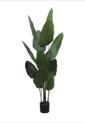 2.1m Jumbo Travellers Palm Plant