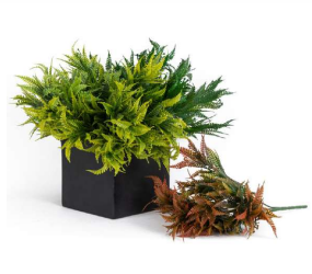 5 Head Small Colour Ferns Bush