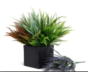 5 Head Long Colour Ferns Bush