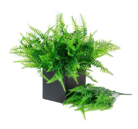 7 Head New Ferns Bush