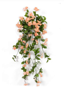 Peach Bougainvillea Hanging Creeper