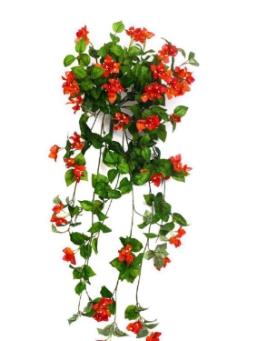 Orange Bougainvillea Hanging Creeper