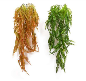 Colour Ferns Hanging Creeper