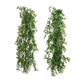Touch Me Not Hanging Creeper