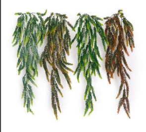 Long New Ferns Hanging Creeper